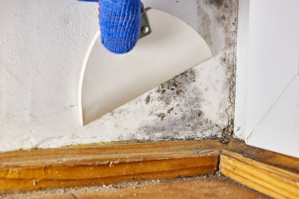 Towson, MD Mold Removal Company